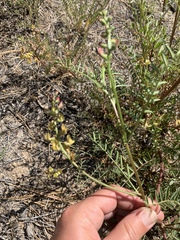 Astragalus douglasii perstrictus