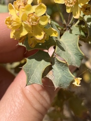 Berberis higginsiae