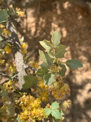 Berberis higginsiae