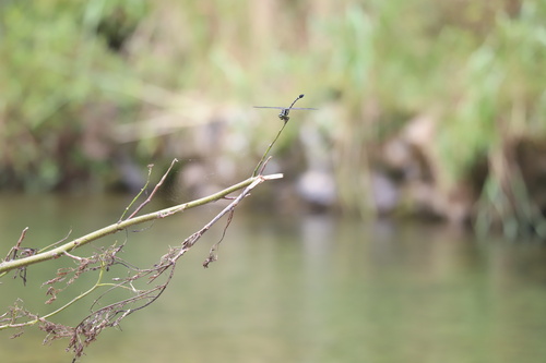 Gomphidia fukienensis