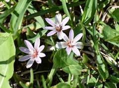 Lewisia