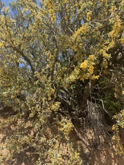 Berberis higginsiae