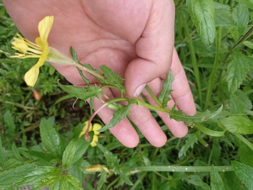 Image of Oenothera pubescens by (c) Favian Flores Medina, some rights reserved (CC BY)