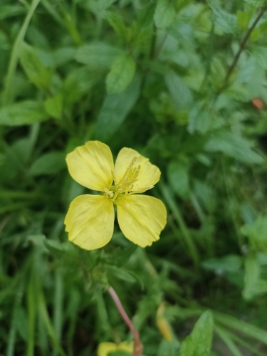 Image of Oenothera pubescens by (c) Favian Flores Medina, some rights reserved (CC BY)
