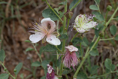 Capparis sicula