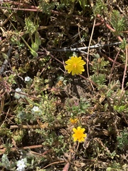 Pentachaeta aurea aurea