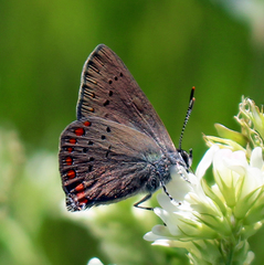Satyrium titus