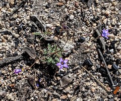 Gilia ochroleuca
