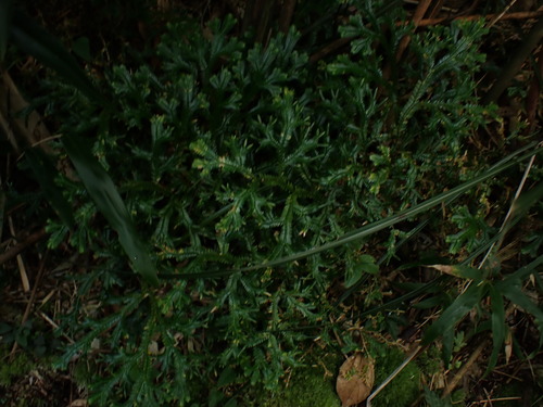 Image of Selaginella doederleinii by (c) W Rao, some rights reserved (CC BY)