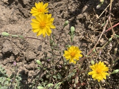 Pentachaeta aurea aurea