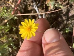 Pentachaeta aurea aurea