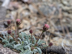Chaenactis santolinoides
