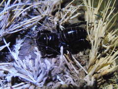 Stenopelmatus minor
