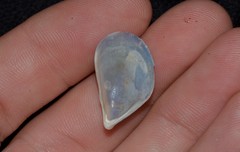 Septifer bilocularis