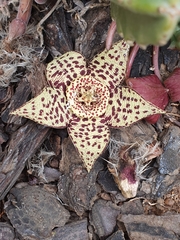 Orbea variegata