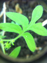 Nemophila breviflora