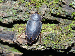 Homoeogamia mexicana