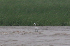 Egretta eulophotes