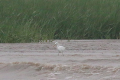 Egretta eulophotes