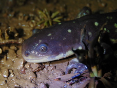 Ambystoma velasci