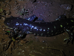 Ambystoma velasci