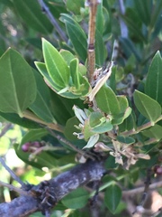 Pleurota aristella
