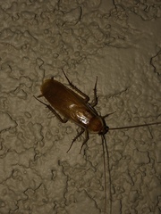 Shelfordella lateralis