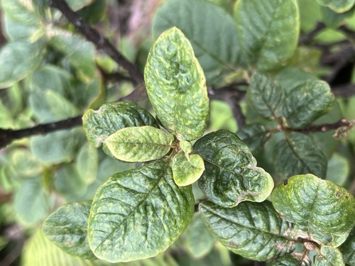 Wikstroemia bicornuta observed 2024-07-24