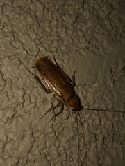 Shelfordella lateralis