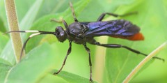 Protichneumon grandis
