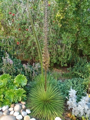 Agave geminiflora