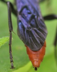 Protichneumon grandis
