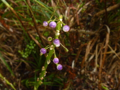 Melicytus macrophyllus