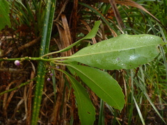 Melicytus macrophyllus