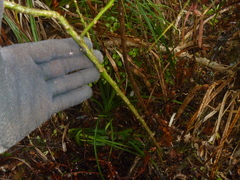 Melicytus macrophyllus