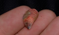 Septifer bilocularis