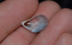 Septifer bilocularis