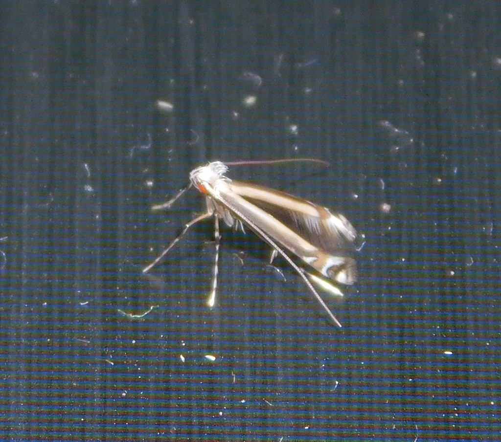 Acrocercops chrysophylli