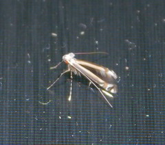 Acrocercops chrysophylli