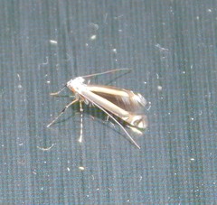 Acrocercops chrysophylli
