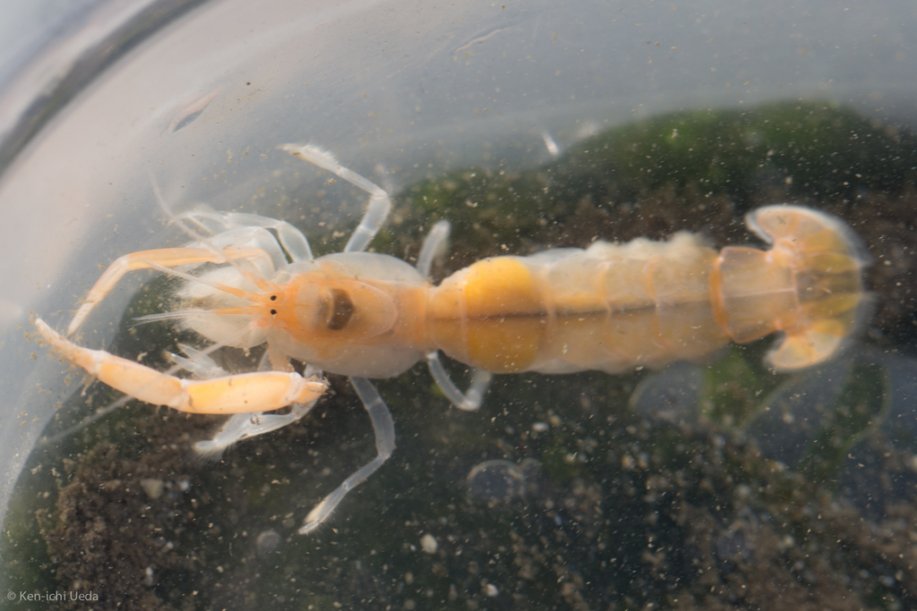 Photo of a Ghost Shrimp