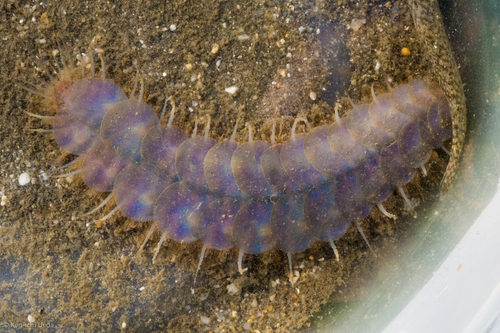 Hesperonoe complanata