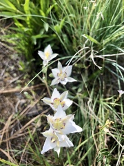 Calochortus lyallii