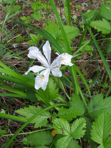 Iris tenax