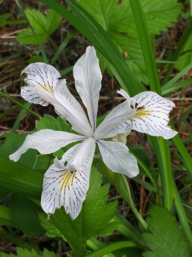 Iris tenax