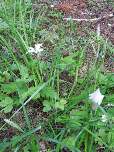 Iris tenax