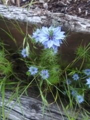 Nigella damascena