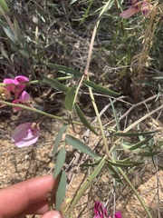 Lathyrus splendens