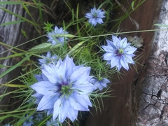 Nigella damascena