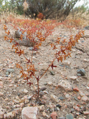 Centrostegia thurberi
